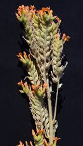 Image result for Kalanchoe lanceolata