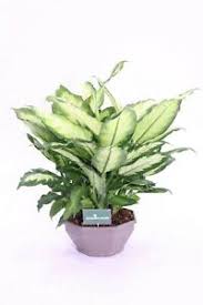 Orchidee, bromelie, piante carnivore, bonsai, piante grasse e succulente ed altre ancora! Dieffenbachia Camilla Pianta Da Interno Pianta D Appartamento Ornamentale Ebay