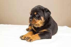 Rescue dog very active and loves people. Rottweiler Puppies Near Me Free