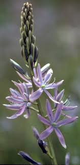 We offer floral arrangements of many different flower varieties. Camas