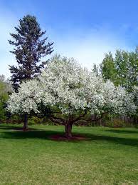Crabapples are native to north america and asia. Siberian Crab Apple For Sale Treetime Ca