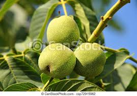 The carpathian walnut tree has so much to like: Walnut Tree Juglans Regia With Fruit Walnut Tree Juglans Regia Branch With Fruit Canstock