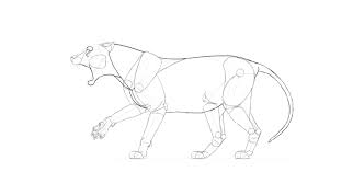 How To Draw A Roaring Lion Step By Step Mountain lion face drawing at paintingvalley com explore. how to draw a roaring lion step by step