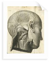 Two of the main ligaments in the back are the anterior longitudinal ligament and the posterior longitudinal ligament. The Anatomy Of The Neck And Back Of The Head Posters Prints By Unknown