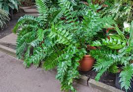 We did not find results for: 19 Different Types Of Fern Plants Home Stratosphere