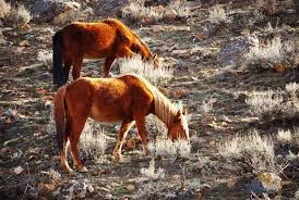 The obvious difference between the wild and domesticated horse is the wild horse is out there on open rangeland, where there are no stalls, no barrels of feed, no people bearing brushes and tack, no horse trailers, no veterinarians, etc. Wild Horses Under Blm Management Are Between A Rock And A Hard Place Tsln Com