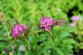 Image result for Spiraea x bumalda ´Crispa