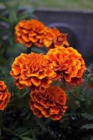 Pin On Flowers
