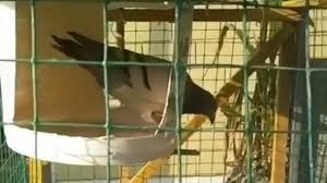 Article mis à jour le 28/10/19 14:48. Le Piege Le Plus Efficace Pour Les Pigeons Videoman