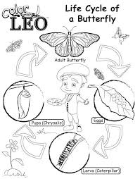 There are four stages in the life cycle of a butterfly. Pin On Crafts