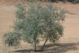 Image result for Olea