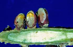 Image result for Apodanthaceae