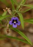 Image result for Aptosimum lugardiae