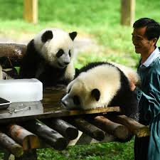 الصين راعي حيوانات باندا يضع بجانبها ثلج للتخفيف من حدة درجة الحرارة الصيفية الصورة من غيتي gettyimages panda bear animals panda