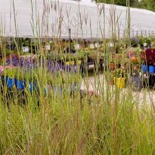 Image result for Andropogon lima