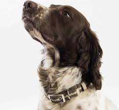 Collar size for a puppy by: What Size Collar Does My Dog Need Oscar Hooch