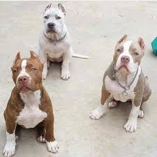 The Best Of The Best If Your An American Put Up Your Big Pants Bully Breeds Dogs Baby Animals Pitbull Puppies