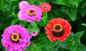 Uzun boylu yıllık çiçek çeşitleri. Yaz Cicekleri Nelerdir Digital Yazarlar Yazacak Cok Sey Var