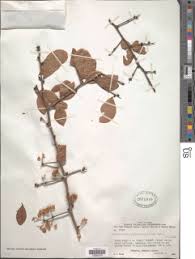 Image result for Gymnosporia maranguensis