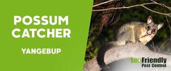 They become pest from their burrow systems and foraging behavior. Pest Control Yangebup