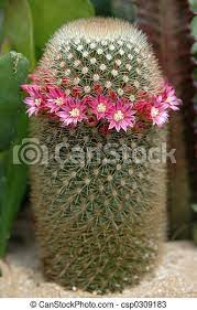 When it comes to desert plants, cactus is the king. Pincushion Cactus In Bloom Mammillaria Species Pincushion Cactus With A Ring Of Pink And Yellow Blooms Canstock