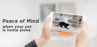 Treatment for separation anxiety in cats falls into two main categories, behavioral modification and medication. Cat Separation Anxiety Symptoms Causes Treatments