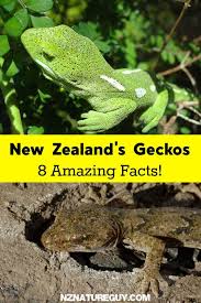 8 Facts About New Zealand S Geckos New Zealand Wildlife Animal Groups New Zealand