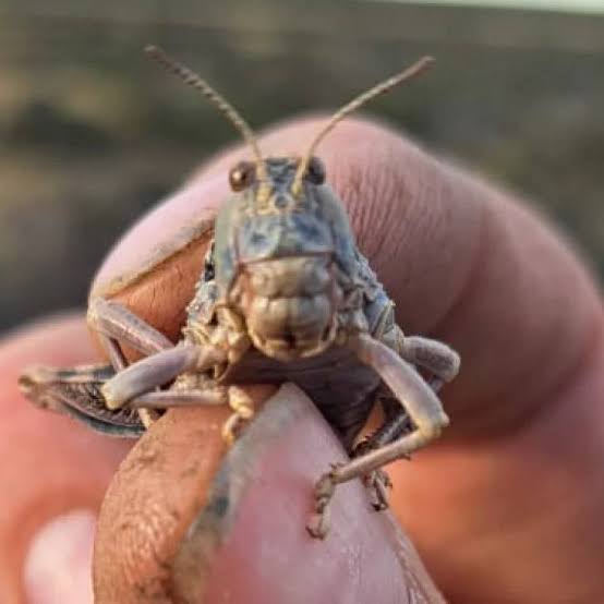 Tucura sapo: pautas para el manejo preventivo en Río Negro El inicio de la primavera coincide con los nacimientos de este insecto en la Patagonia. Debido a que es una especie que