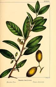 Image result for Ximenia americana