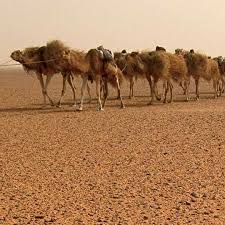 English standard version you blind guides, straining out a gnat and swallowing a camel! Wade Davis Thescreamonline