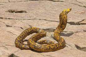 Speckled Cape Cobra Naja Nivea From Kathu Northern Cape Copyright Johan Marais Snake South African Animals Scary Snakes