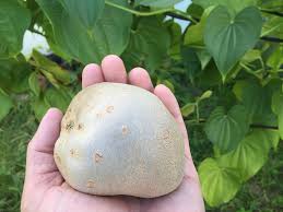 Image result for Dioscorea praehensilis