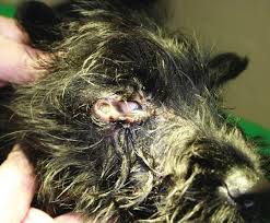 Image result for cuterebriasis in dogs