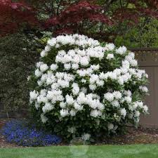 Rhododendron Cunningham S White Shrub Beautiful Rhododendron Shrubs Plants