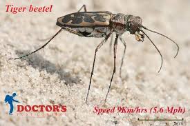 Pepstop pest control has been one of the foremost professional pest solution providers in the all over in mumbai, thane i am grateful , i found somewhere their contact number, and really they solved. Doctors Pest Control We Are The Leading Pest Control Service Provider In Thane Navi Mumbai Mumbai Doctor S Pest Contr