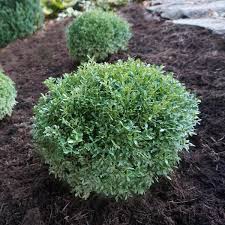 The green gem boxwood is a woody, broadleaf, evergreen shrub in the buxaceae (boxwood) family. Buxus Sinica Var Insularis Franklin S Gem Franklin S Gem Boxwood From Saunders Brothers Inc