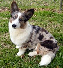 Browse thru our id verified puppy for sale listings to find your perfect puppy in your area. Cardigans Corgi Cardigan Welsh Corgi Puppies Cardigan Corgi Corgi