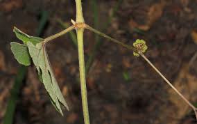 Image result for Ampelocissus africana