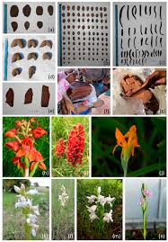 Image result for Satyrium kitimboense