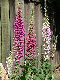 How To Grow Foxglove Flower Garden Beautiful Flowers Flowers