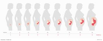 Erste körperliche veränderungen werden sichtbar. 13 Ssw Schwangerschaftswoche Rund Ums Baby
