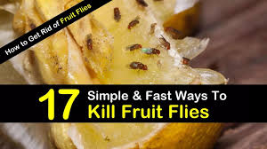 17 Fast Easy Ways To Get Rid Of Fruit Flies In 2020 Fruit Flies Fruit Fly Trap Diy Fruit Fly Trap