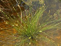 Image result for Eleocharis geniculata