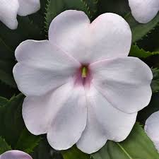Image result for Impatiens shirensis