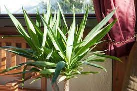 Maybe you would like to learn more about one of these? Does A Yucca Plant Need Full Sun Garden Tabs