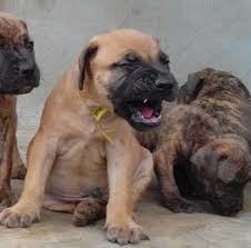 Boerboel puppies for sale and dogs for adoption in california, ca. Purebred Boerboel Pups For Sale In Ekiti
