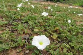 Image result for Ipomoea stolonifera