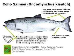 Ocean Salmon Identification