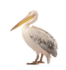 «هذا المعنى «الأصلي» سبق معناه الآخر الفرعي؛ أي الزيت بمعنى. Pelican Definition And Meaning Collins English Dictionary