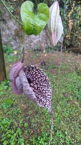 Image result for Aristolochia